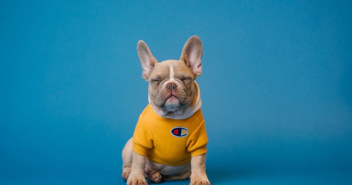 Passport control lanes and travelers affected by government shutdown passport processing timelines